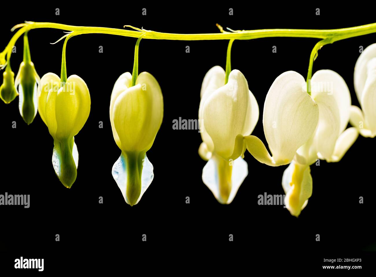 Close-up / macro photograph of white bleeding heart (Dicentra) flowers in a UK garden horizontal stem against a black background Stock Photo