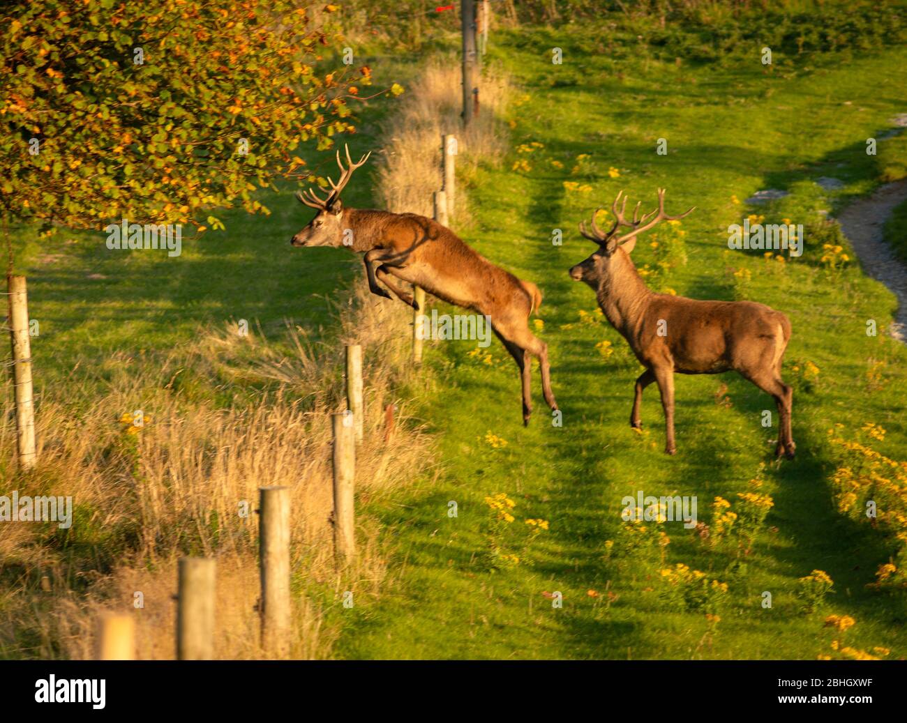 Leaping Irish Red Deer or Cervus Elaphus jumping over fence in beautiful colourful Autumn sunset light in Killarney National Park, County Kerry, Ireland Stock Photo