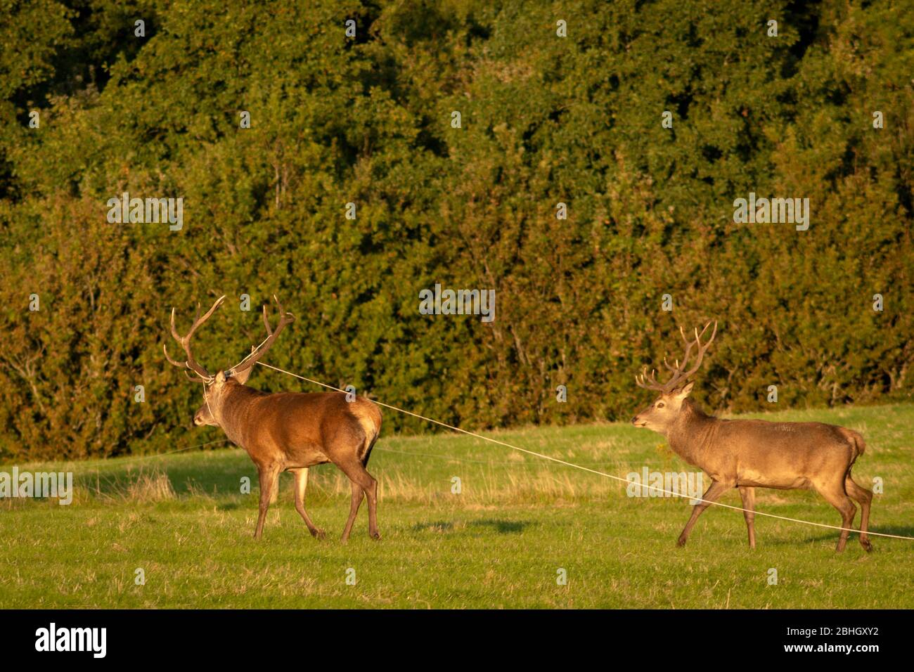 red-deer-or-cervus-elaphus-in-trouble-at-risk-with-cable-wire-caught-around-the-antlers-2BHGXY2.jpg
