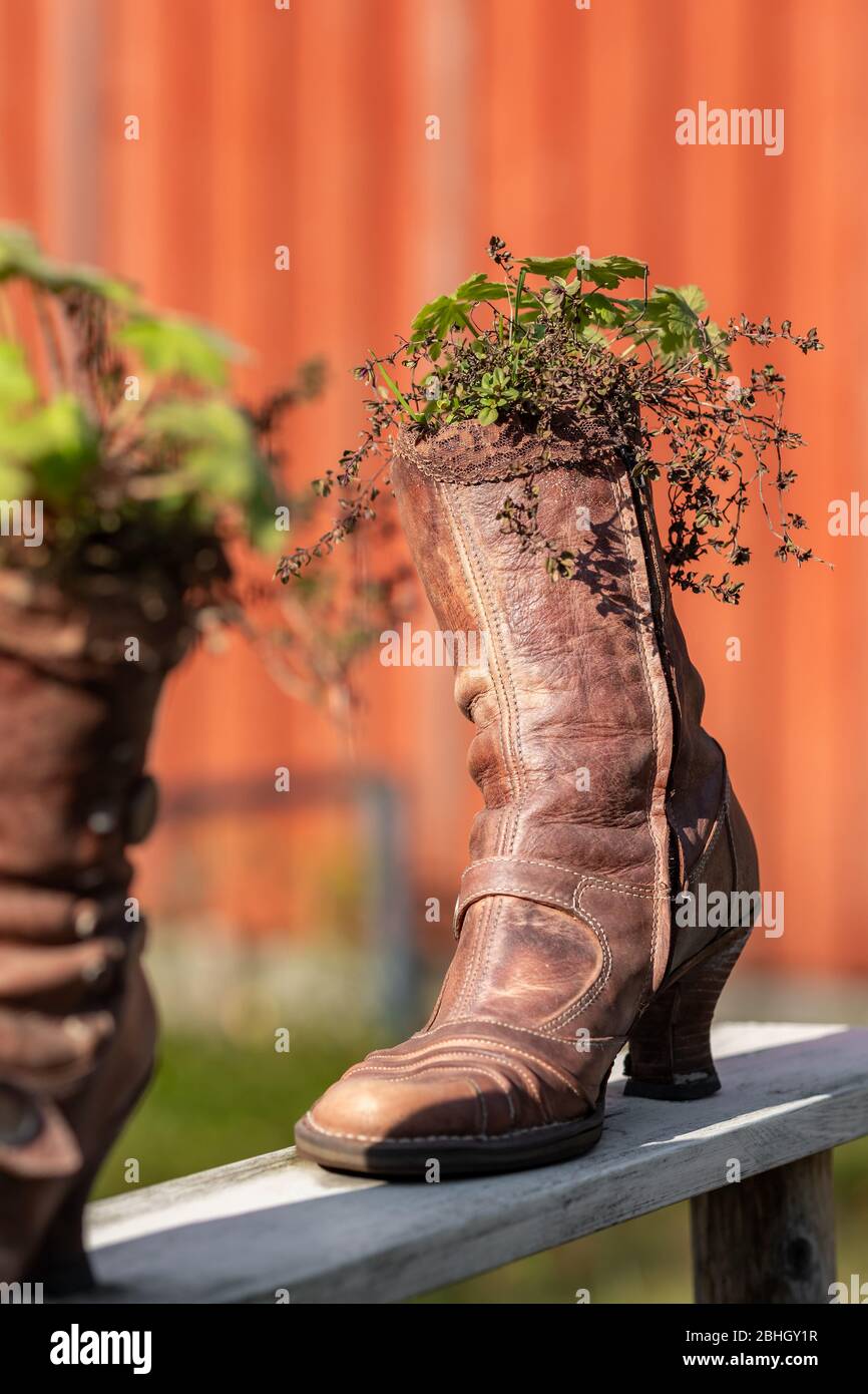 Old boots used as flower pots Stock Photo
