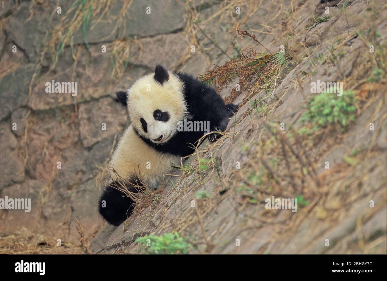 GIANT PANDA (AILUROPODA MELANOLEUCA), CHENGDU RESEARCH BASE, SICHUAN