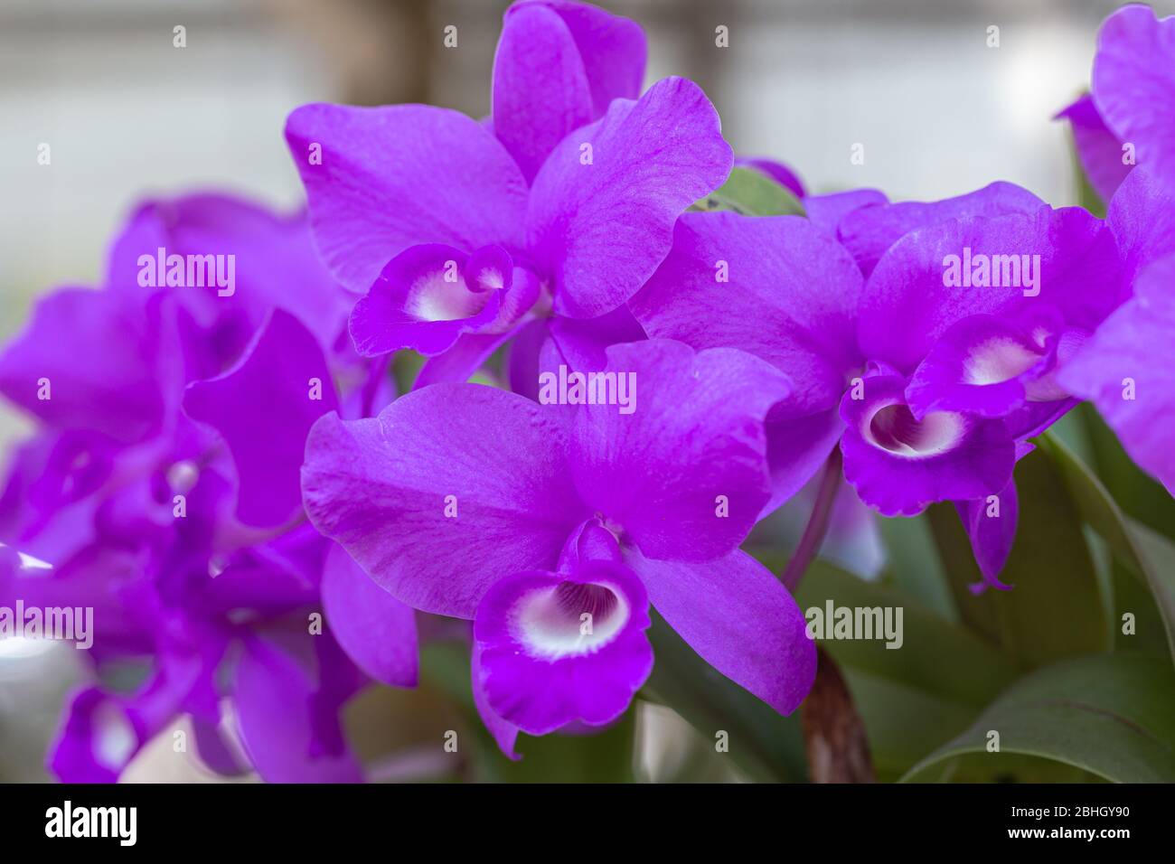 Orchid flower in orchid garden at winter or spring day for beauty and agriculture design. Cattleya Orchidaceae. Stock Photo