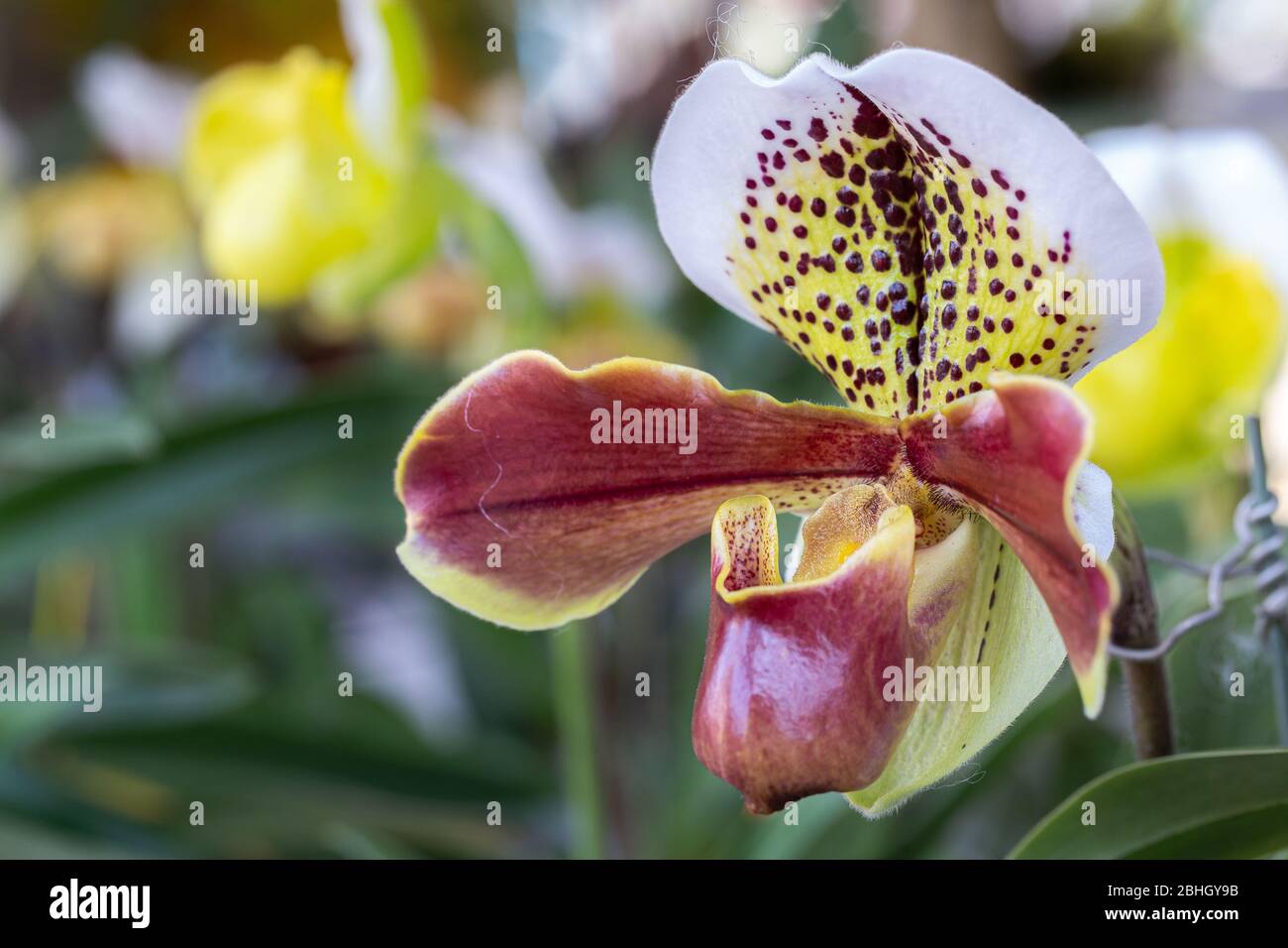 Orchid flower in orchid garden at winter or spring day for beauty and agriculture design. Paphiopedilum Orchidaceae. or Lady's Slipper Stock Photo