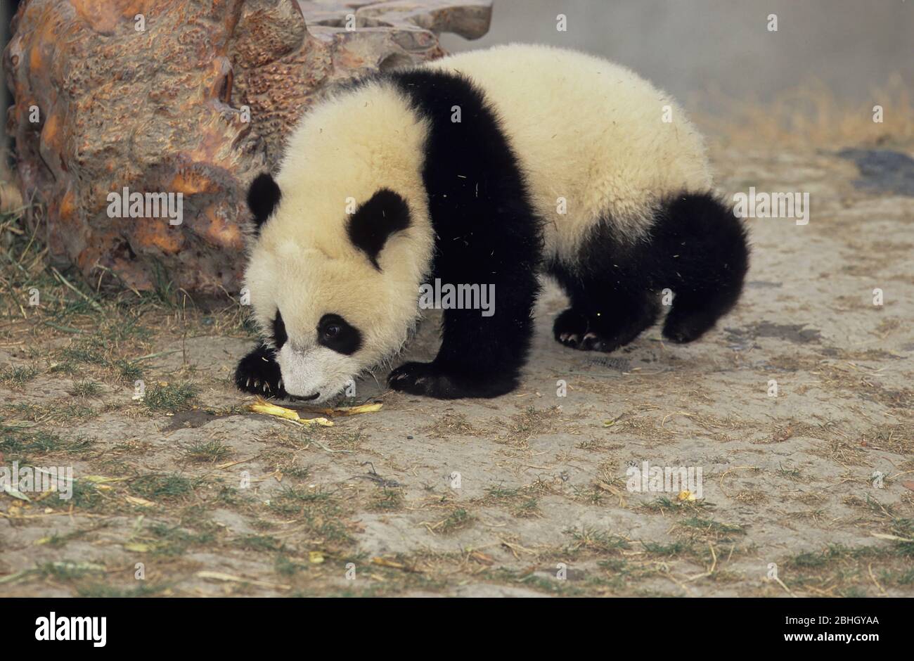 GIANT PANDA (AILUROPODA MELANOLEUCA), CHENGDU RESEARCH BASE, SICHUAN