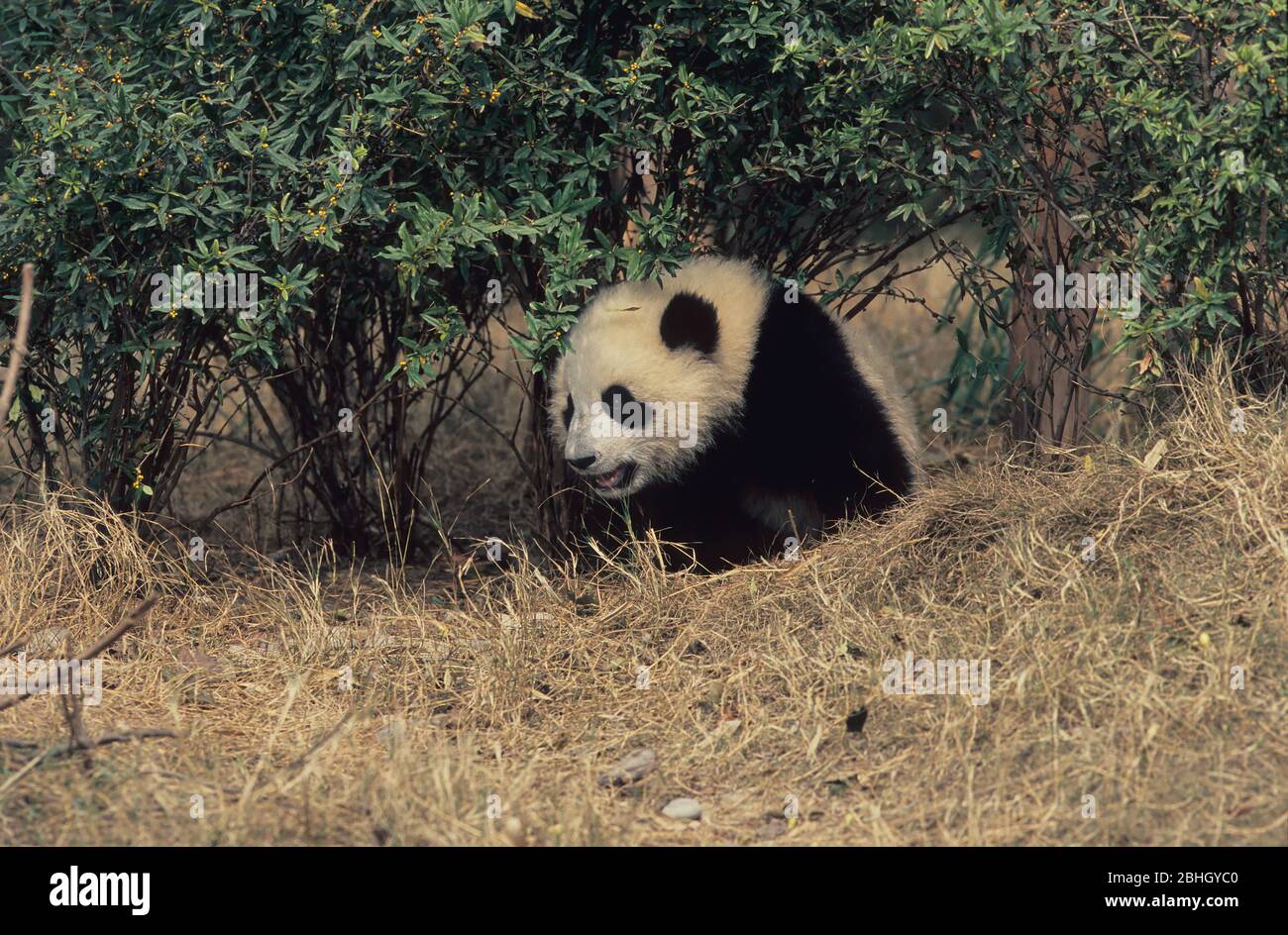 GIANT PANDA (AILUROPODA MELANOLEUCA), CHENGDU RESEARCH BASE, SICHUAN