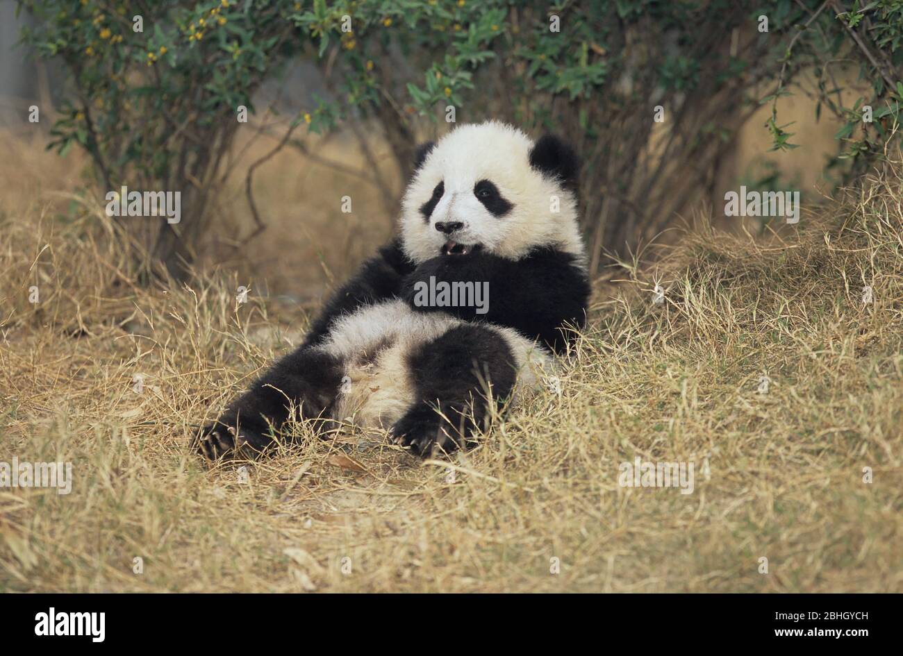 GIANT PANDA (AILUROPODA MELANOLEUCA), CHENGDU RESEARCH BASE, SICHUAN