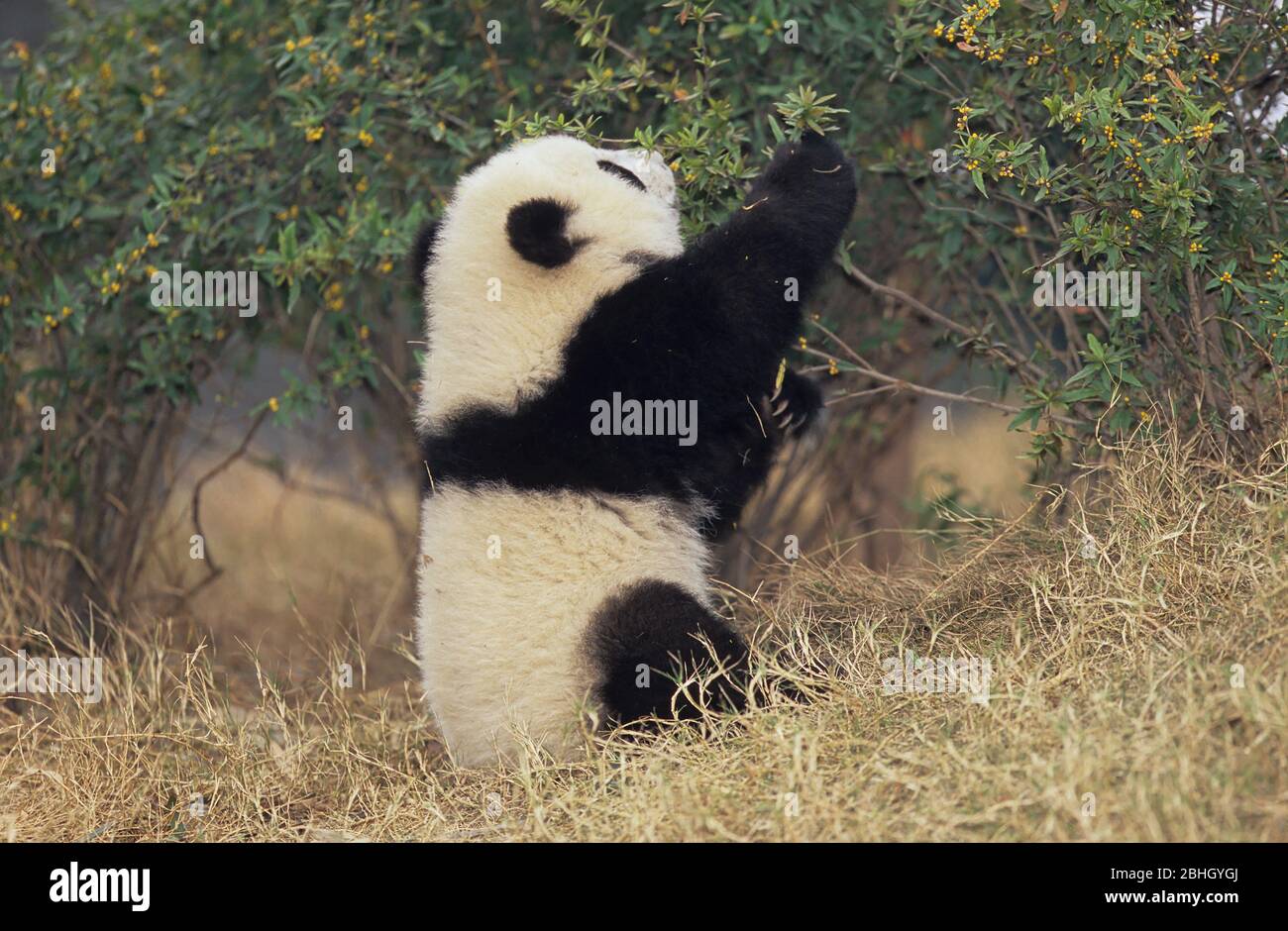 GIANT PANDA (AILUROPODA MELANOLEUCA), CHENGDU RESEARCH BASE, SICHUAN