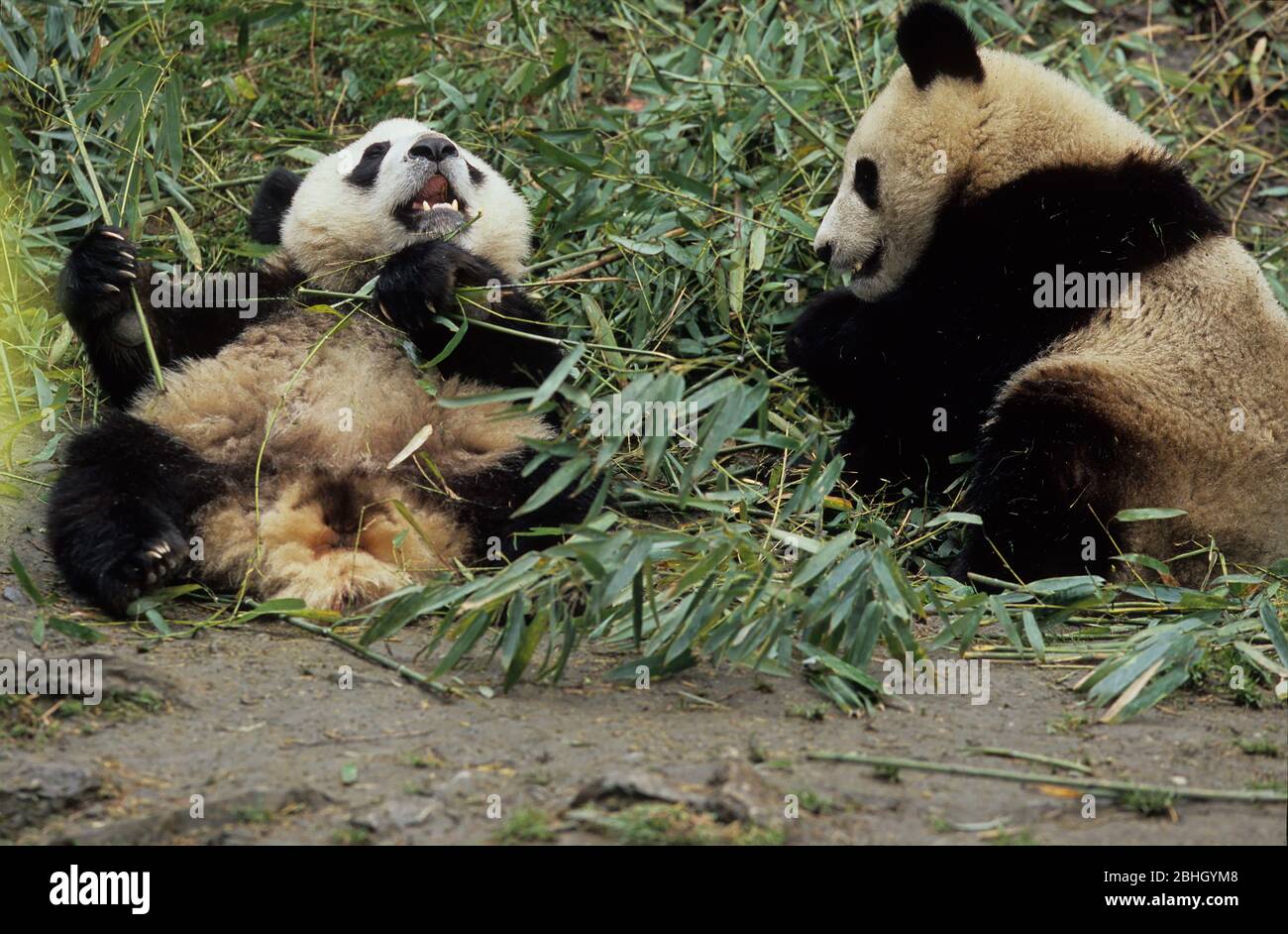 GIANT PANDA (AILUROPODA MELANOLEUCA), CHENGDU RESEARCH BASE, SICHUAN