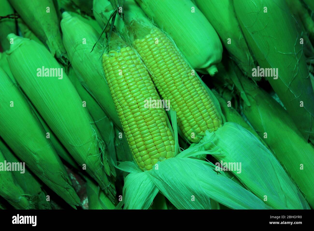 Raw Corn for sale in market Stock Photo