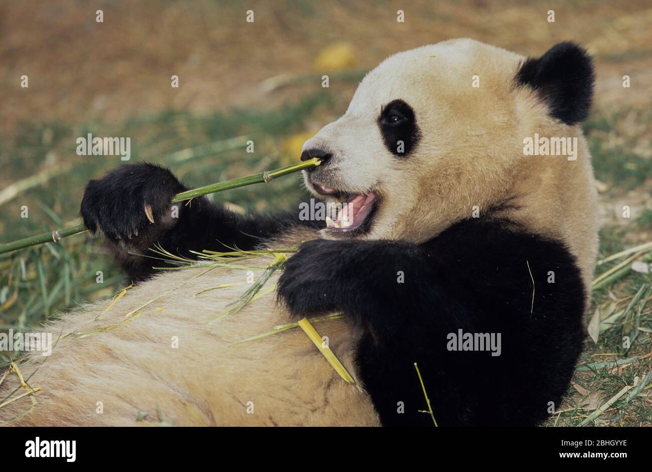 GIANT PANDA (AILUROPODA MELANOLEUCA), CHENGDU RESEARCH BASE, SICHUAN