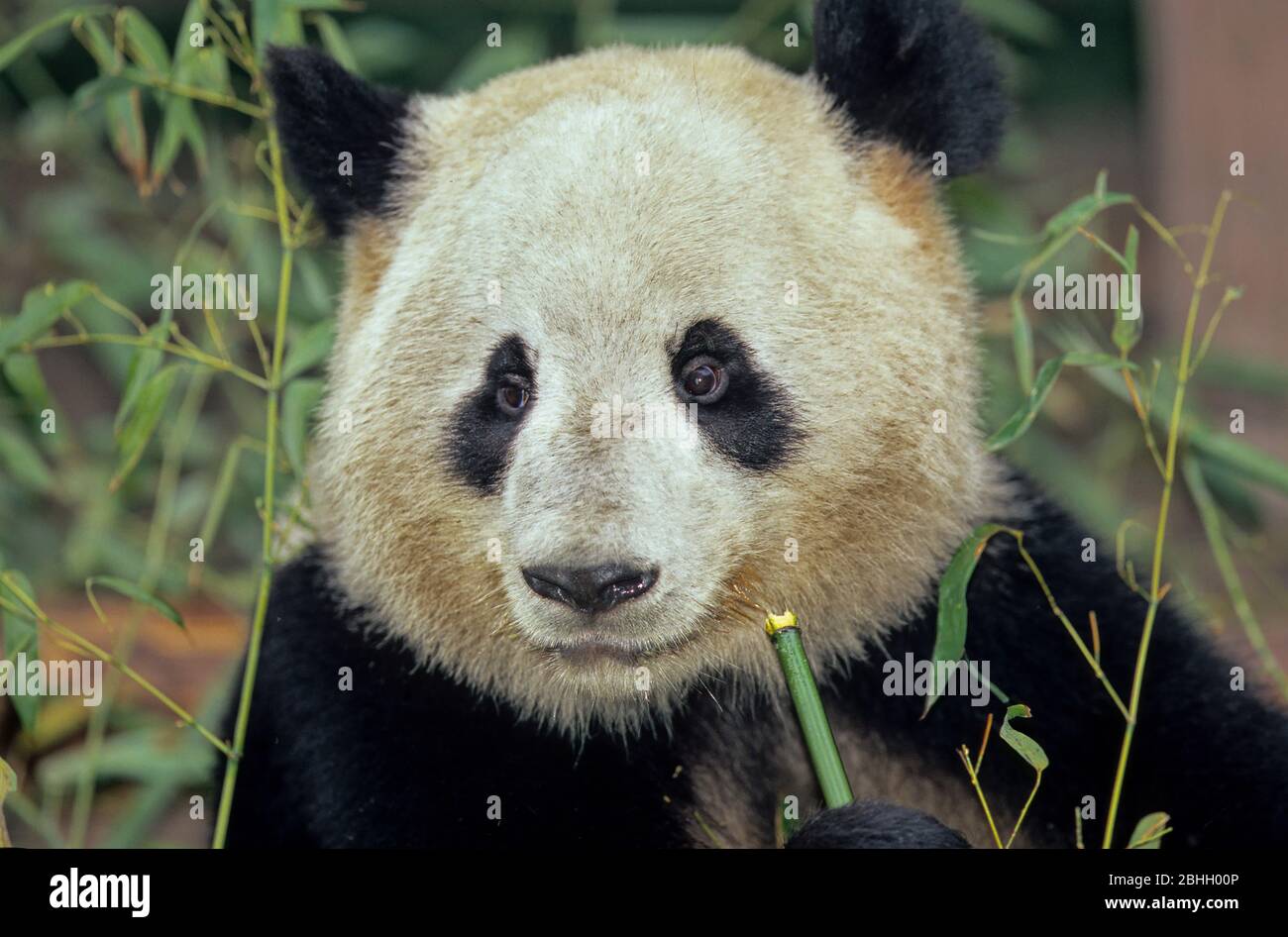 GIANT PANDA (AILUROPODA MELANOLEUCA), CHENGDU RESEARCH BASE, SICHUAN