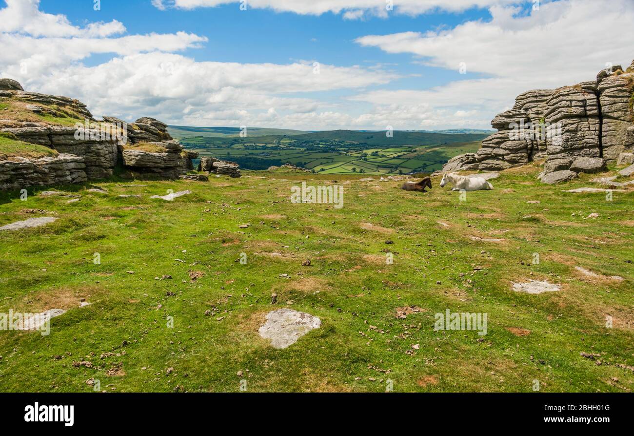 A pony and foal enjoy the view at Pil Tor near Widecombe, Dartmoor National Park, Devon, England, UK. Stock Photo