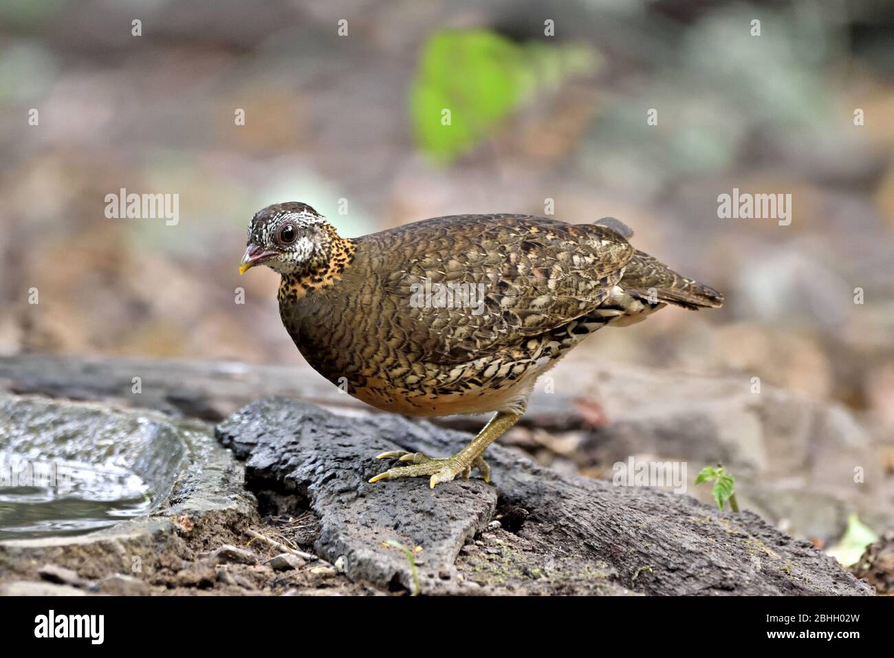 A Green-legged Partridge (Arbrophila chloropus), formally known as Scaly-breasted Partridge, comimg to drink at a forest pool in Western Thailand Stock Photo