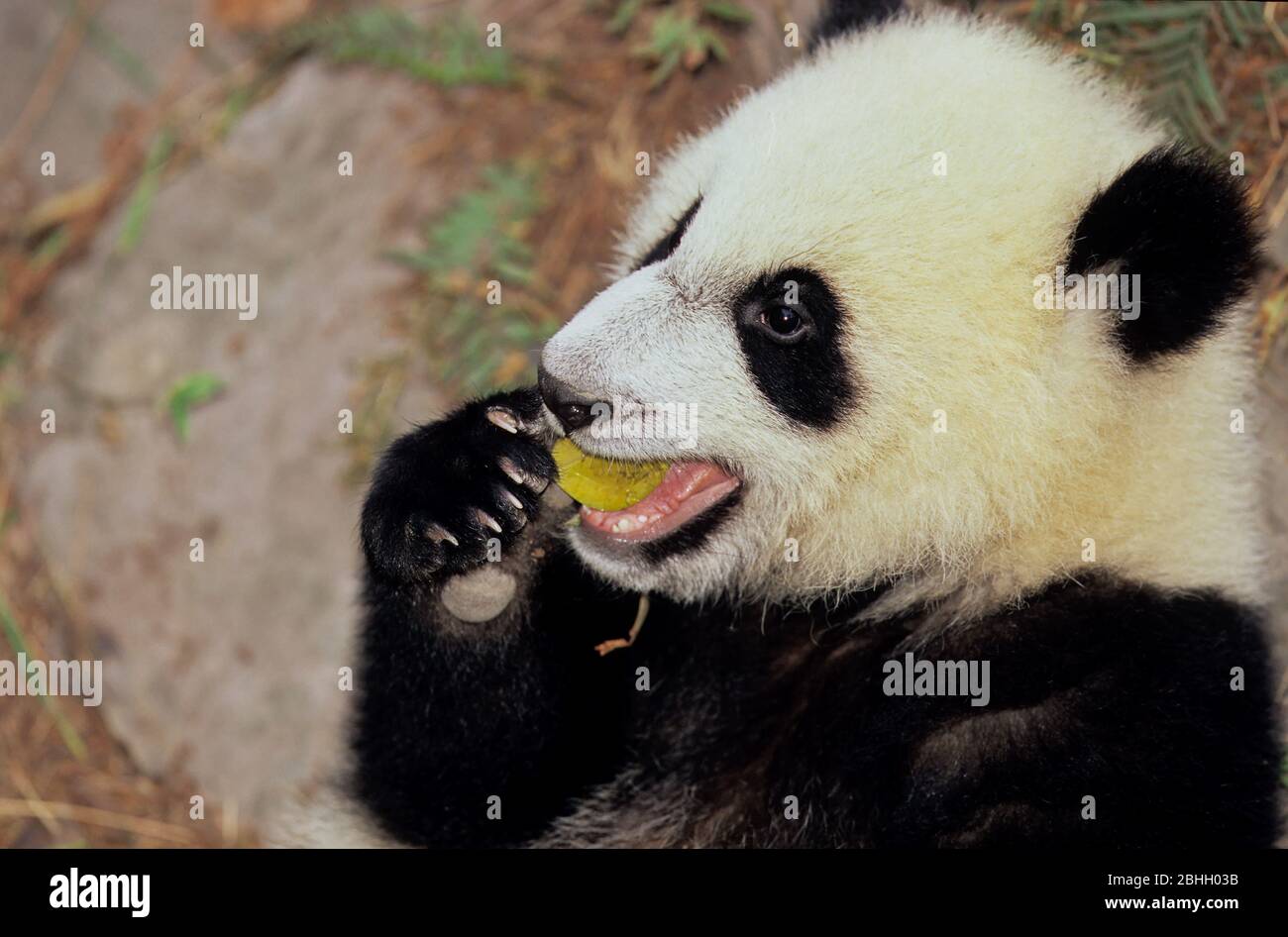 GIANT PANDA (AILUROPODA MELANOLEUCA), CHENGDU RESEARCH BASE, SICHUAN