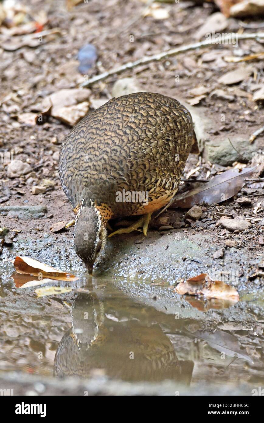 A Green-legged Partridge (Arbrophila chloropus), formally known as Scaly-breasted Partridge, comimg to drink at a forest pool in Western Thailand Stock Photo