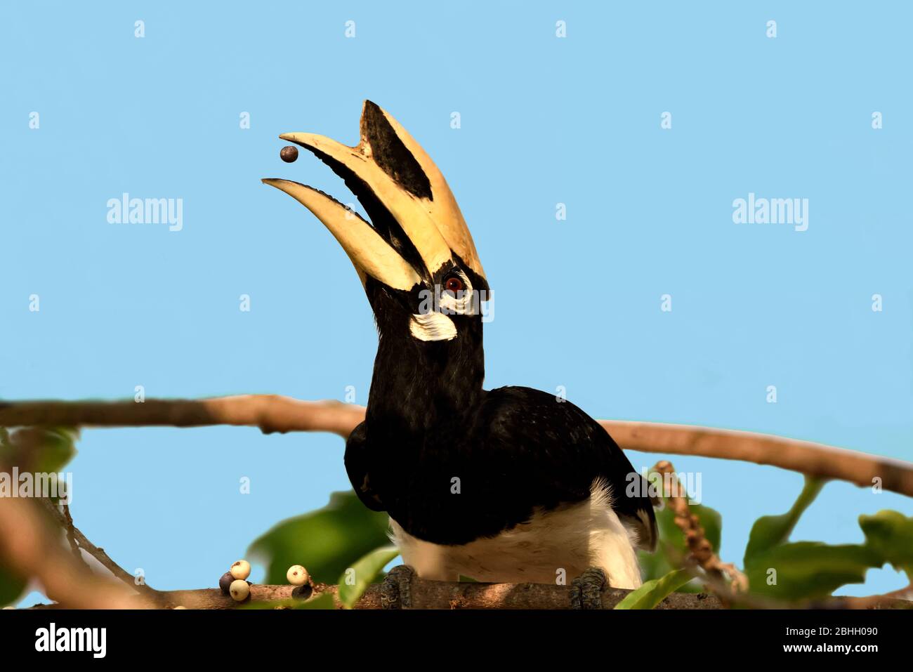 An Oriental Pied Hornbill (Anthracoceros albirostris) eating a berry from a fruiting tree in Western Thailand Stock Photo