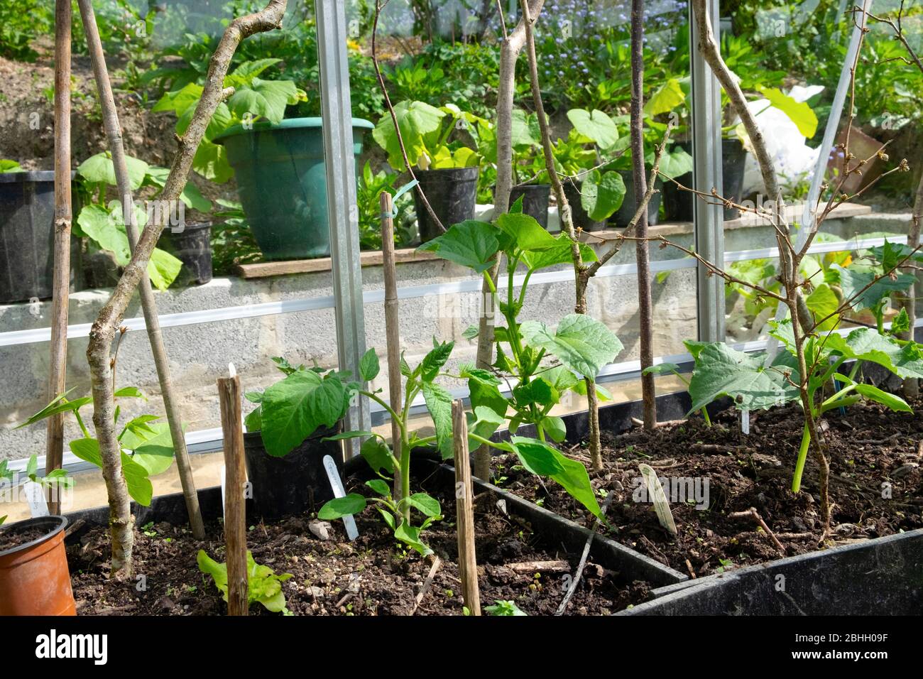 Cucumber plants growing inside a greenhouse in April with squash and courgette plants hardening off outside in pots in spring Wales UK. KATHY DEWITT Stock Photo