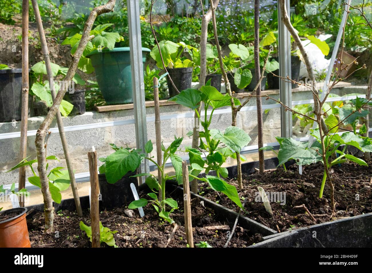 Growing Cucumber In A Greenhouse High Resolution Stock Photography and