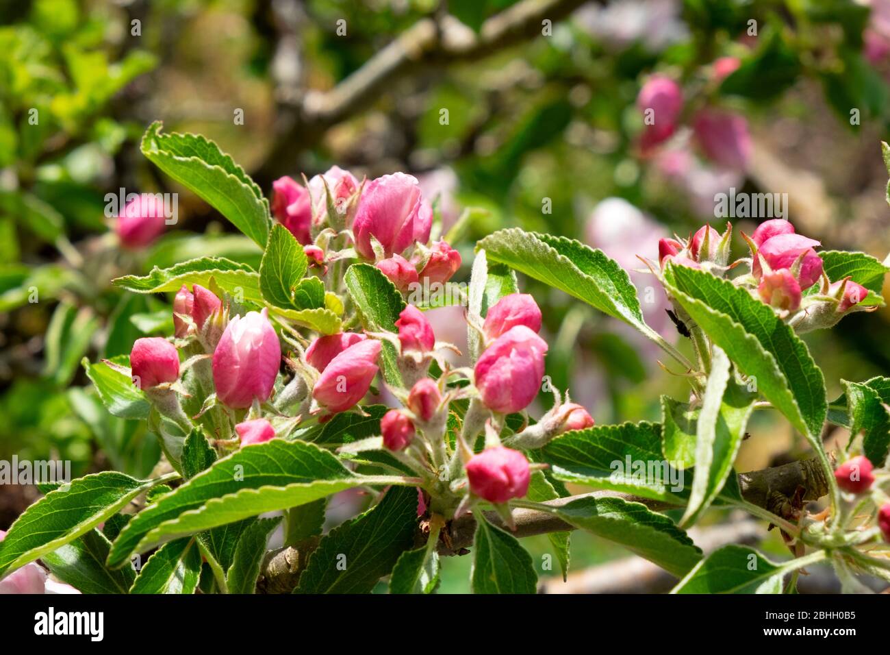 Pink apple blossom blossoms buds closed up on an apple tree in sunshine on sunny spring day April day in garden Carmarthenshire Wales UK  KATHY DEWITT Stock Photo