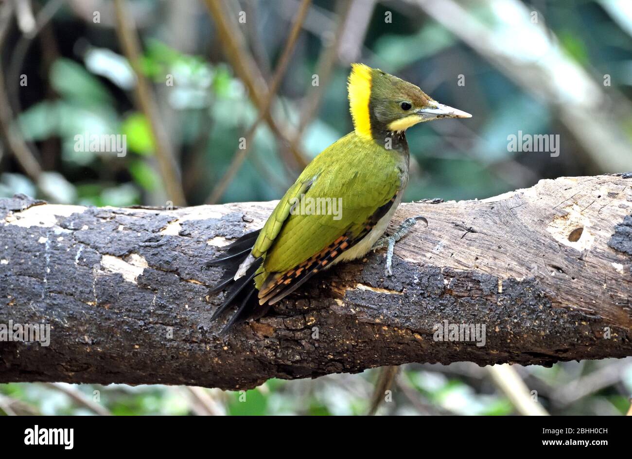 A male Greater Yellownape (Chrysophlegma flavinucha) perching on small tree trunk in the forest in Western Thailand Stock Photo