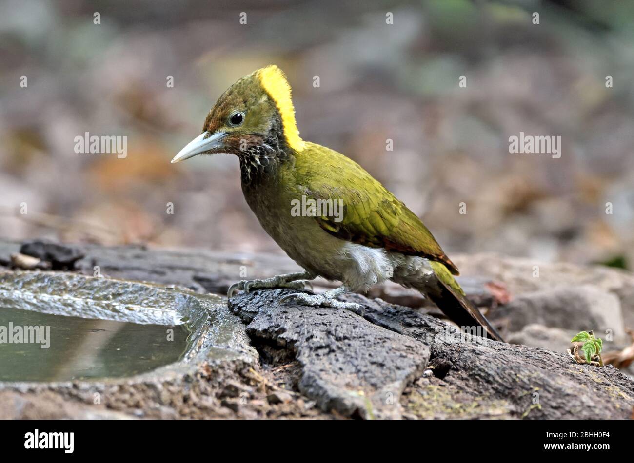 A female Greater Yellownape (Chrysophlegma flavinucha) coming to drink from a small forest pool in Western Thailand Stock Photo