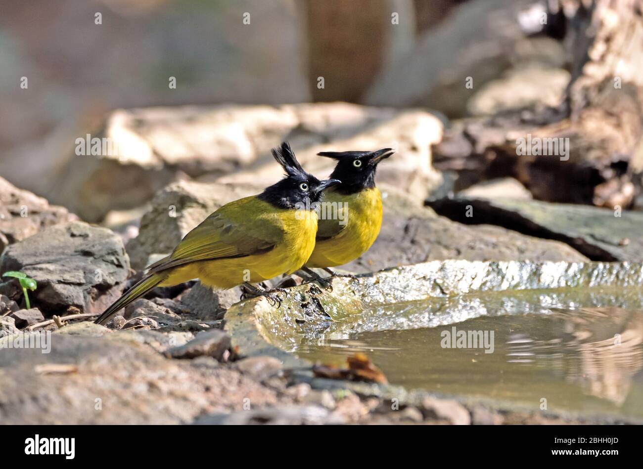 A pair of Black-crested Bulbuls (Pycnontus flaviventris) drinking from a small pool in the forest in Western Thailand Stock Photo