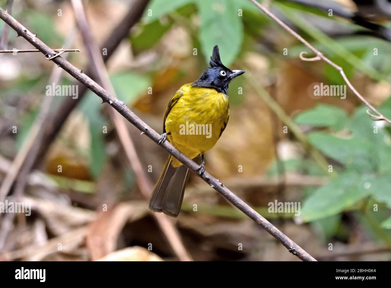 A Black-crested Bulbul (Pycnontus flaviventris) perched on a small branch in the forest in North Eastern Thailand Stock Photo
