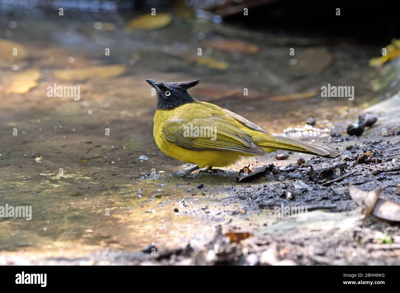 A Black-crested Bulbul (Pycnontus flaviventris) drinking from a small pool in the forest in North Eastern Thailand Stock Photo