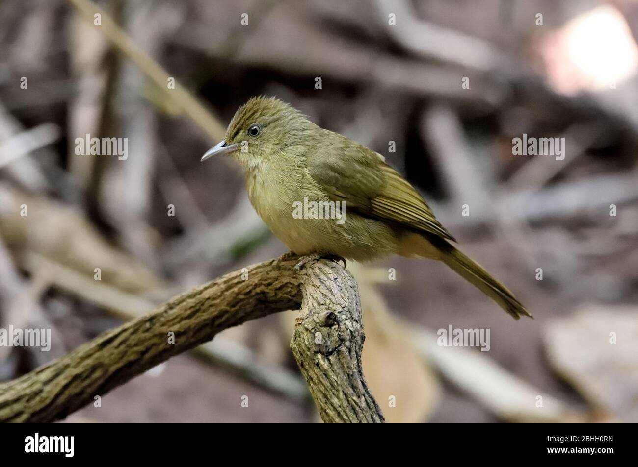 A Grey-eyed Bulbul (Iole propinqua) perched on a small branch in the forest in North Eastern Thailand Stock Photo