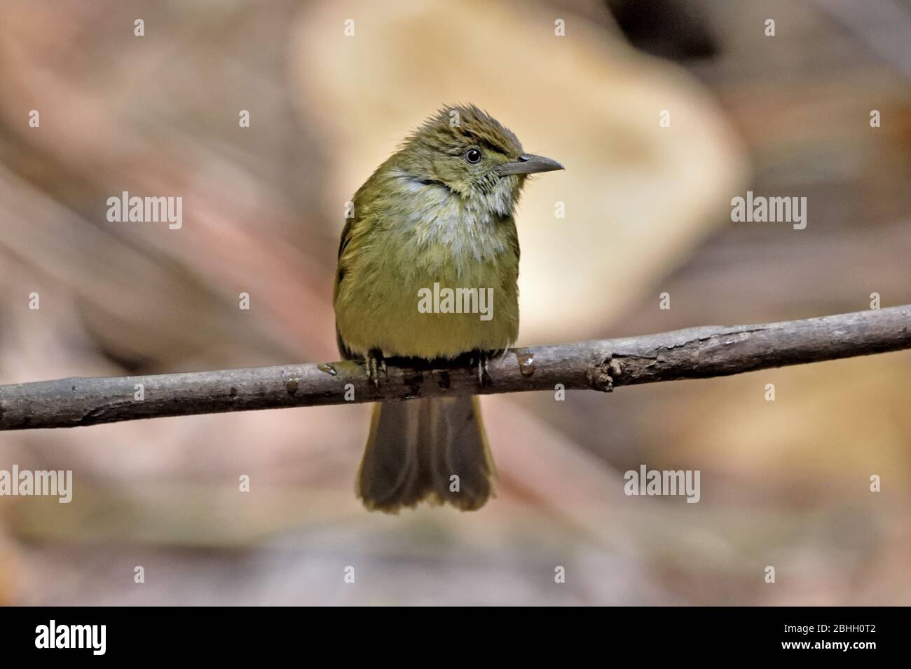 A Grey-eyed Bulbul (Iole propinqua) perched on a small branch in the forest in North Eastern Thailand Stock Photo