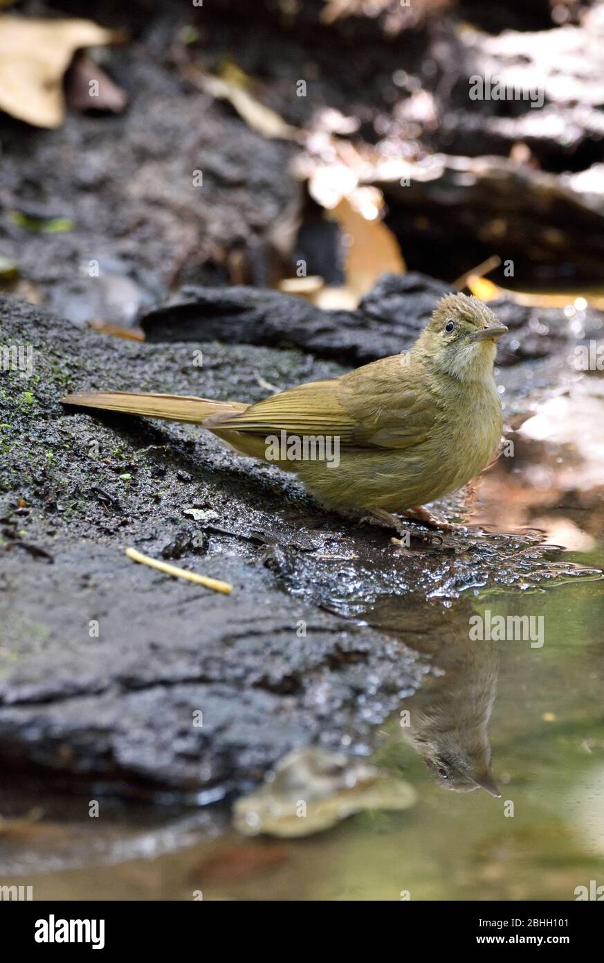 A Grey-eyed Bulbul (Iole propinqua) drinking from a small forest pool in North Eastern Thailand Stock Photo