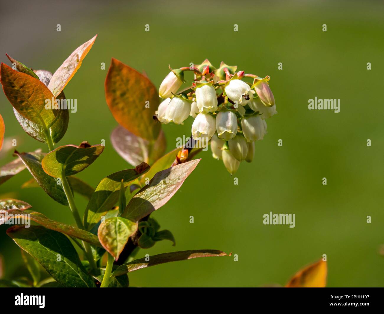Closeup of pretty white flowers on a blueberry bush, variety Aino Stock