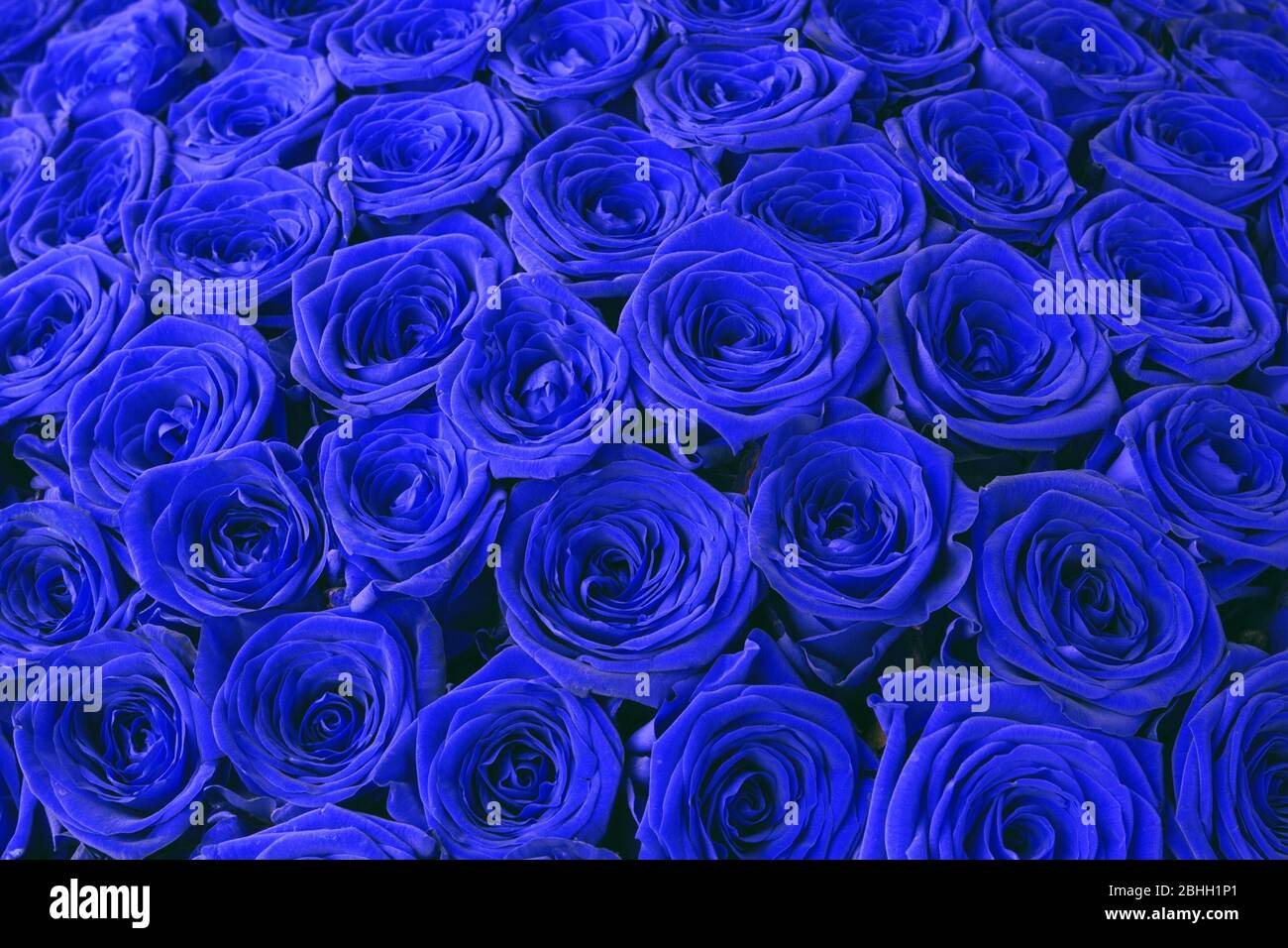 Classic blue floral roses backdrop. Blue roses background Stock Photo ...