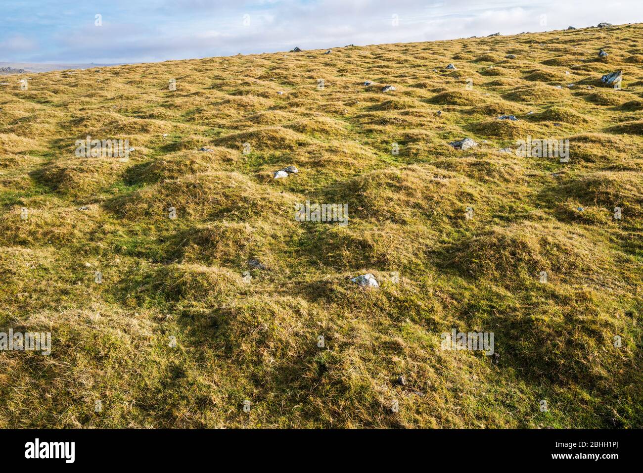 Cox Tor in Dartmoor is largely covered in small hummocks called thufurs, which are a result of ice age glaciation. Dartmoor National Park, Devon,  UK. Stock Photo