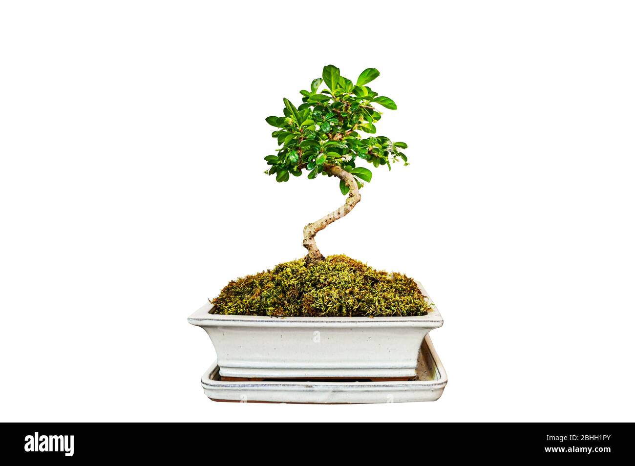 Bonsai Tree green ,Nature white Background Stock Photo - Alamy