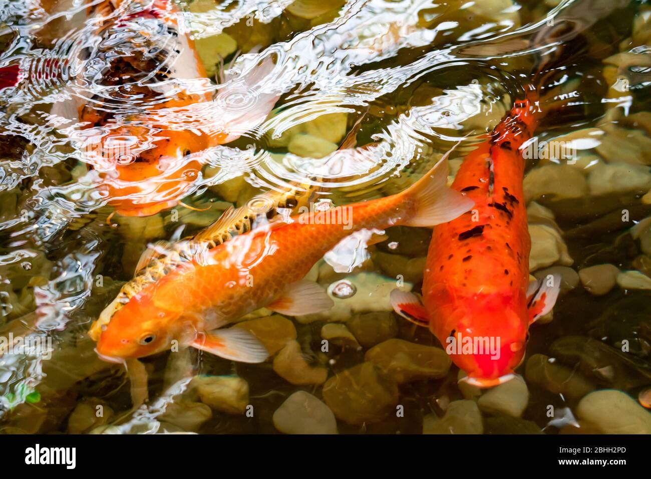 Good luck koi fish hires stock photography and images Alamy