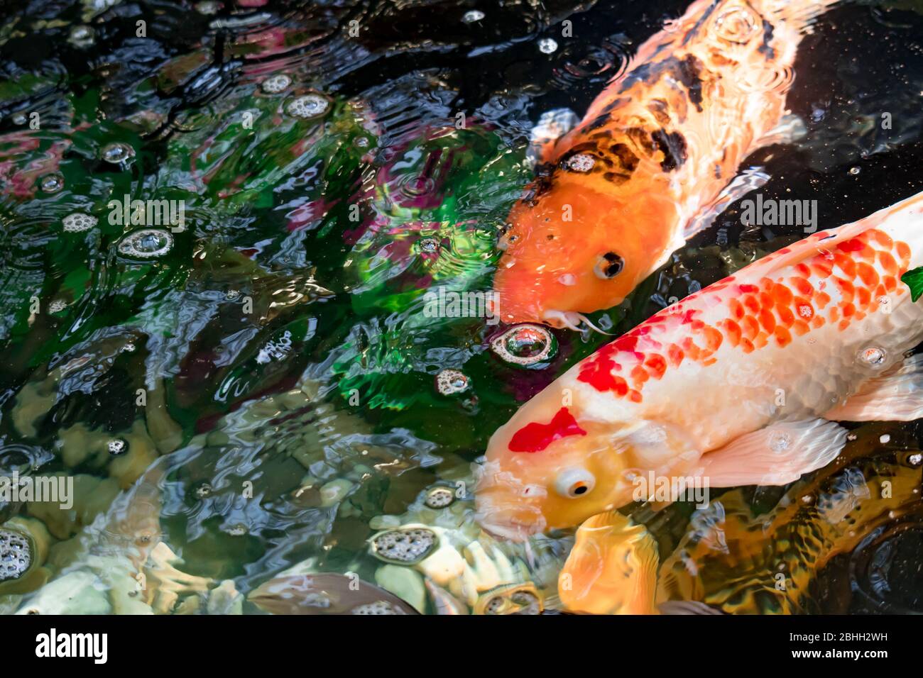 Good luck koi fish hires stock photography and images Alamy