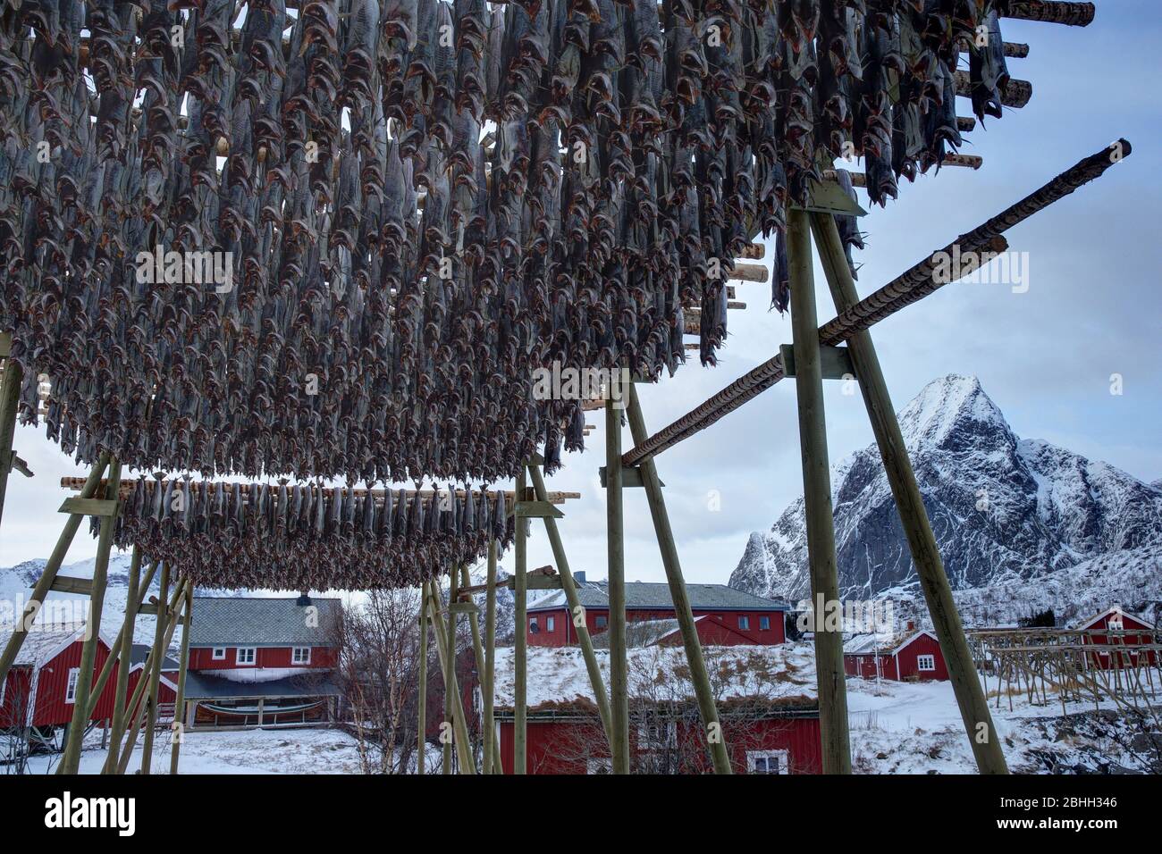 Cod drying rack in the fishing port of Reine in the Lofoten Islands ...