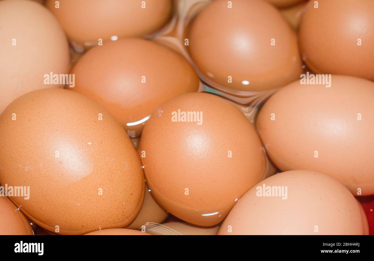 Chicken embryo hires stock photography and images Alamy