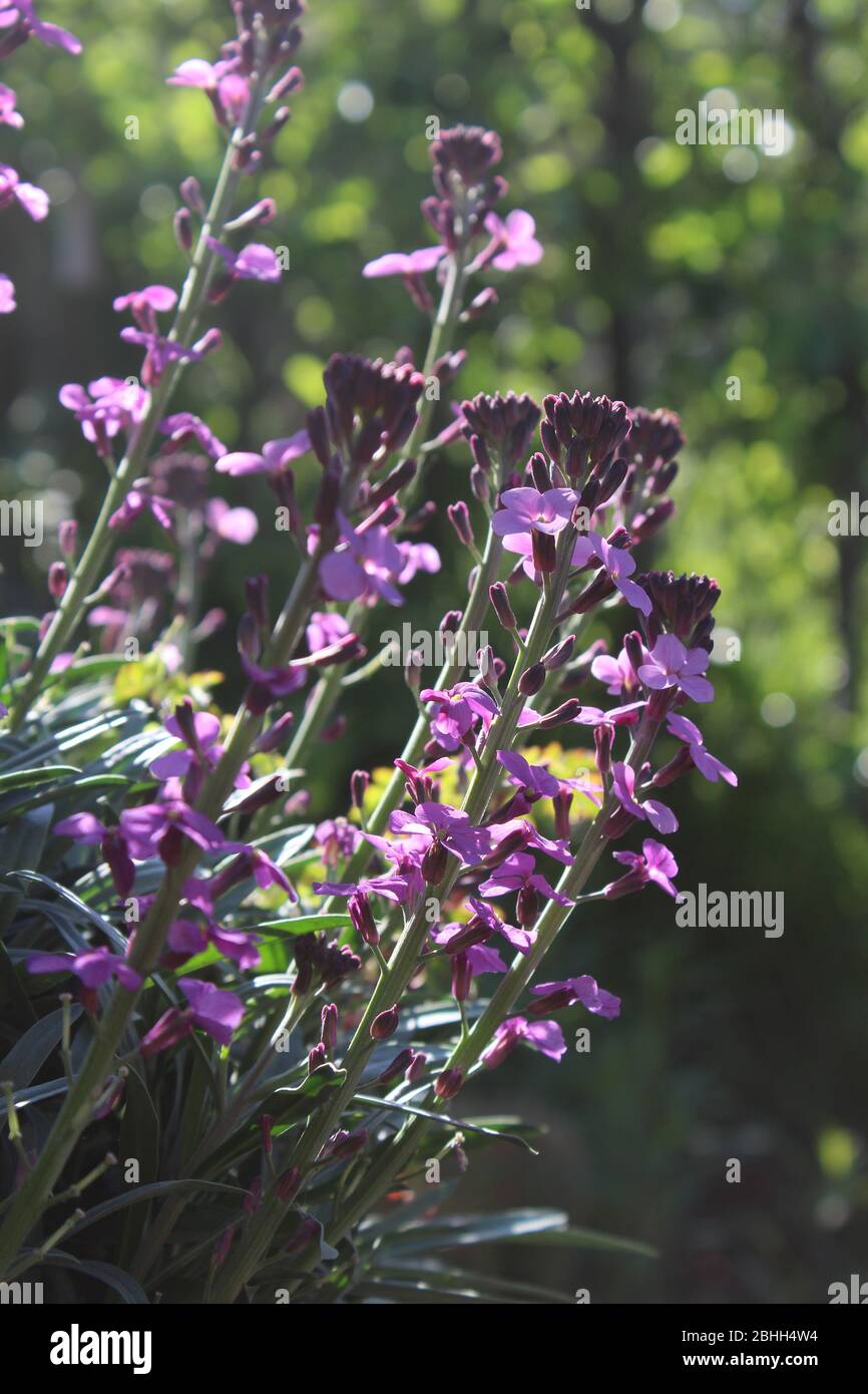 The beautiful purple spring flowers of Erysimum 'Bowles mauve' also known as the perennial Wallflower. Backlit by the morning sun. Stock Photo