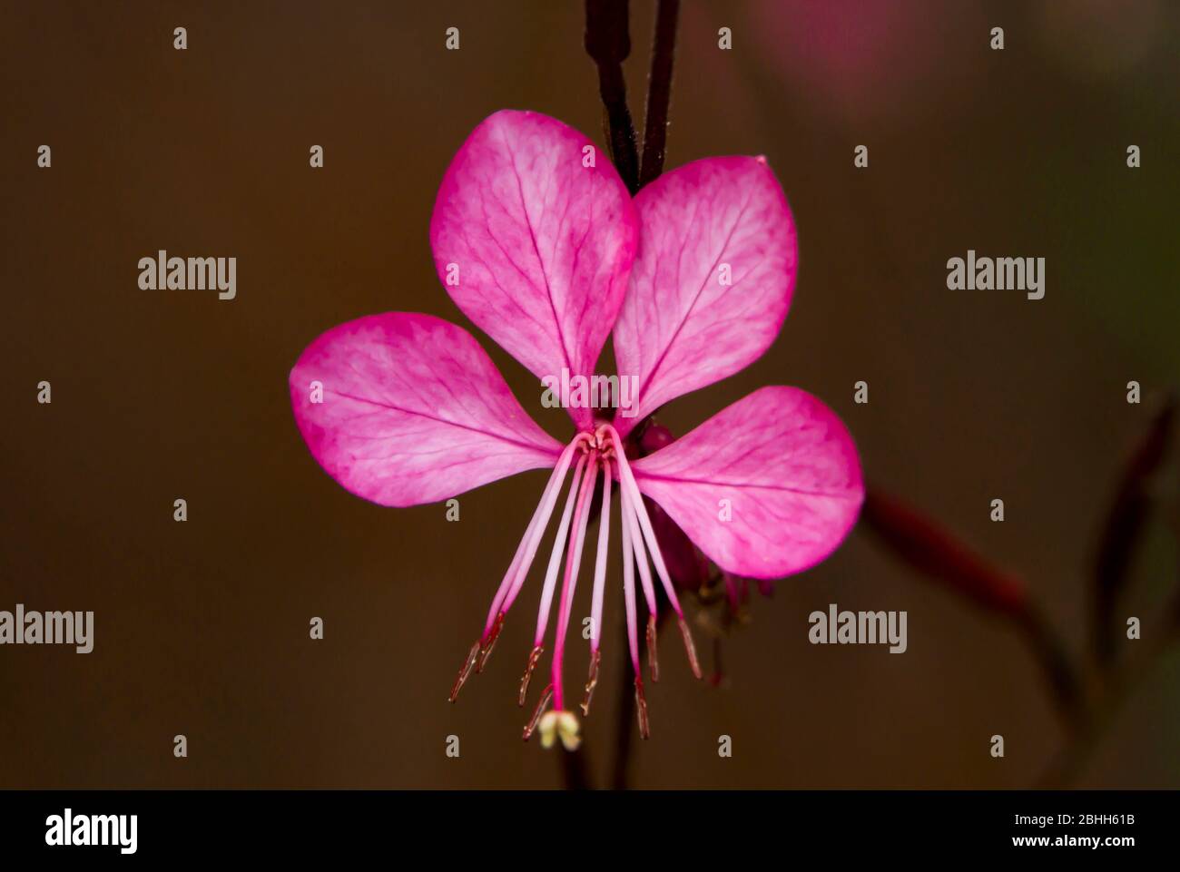 pink flower close up Stock Photo