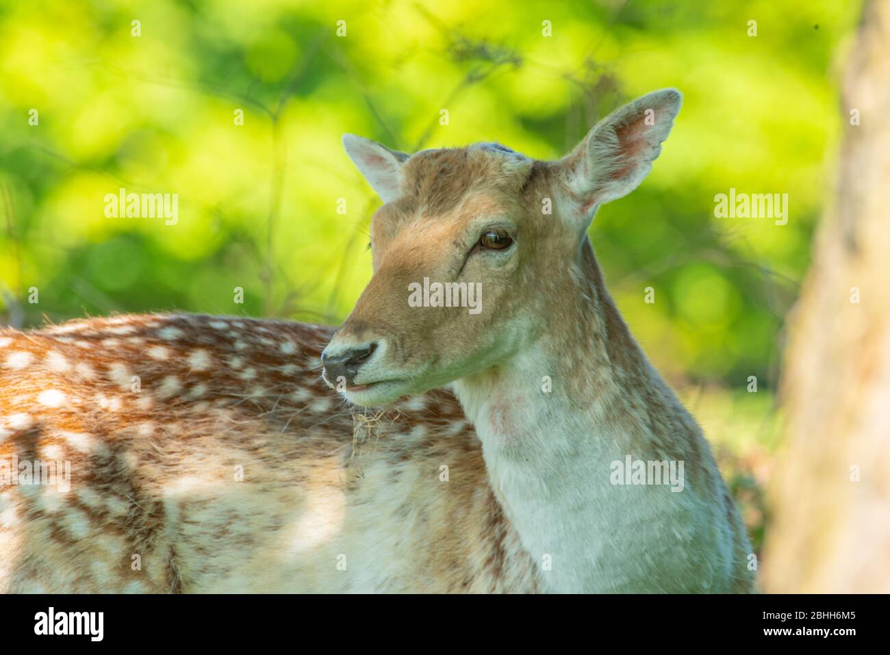 Beautiful Young Deer in the wildlife Stock Photo