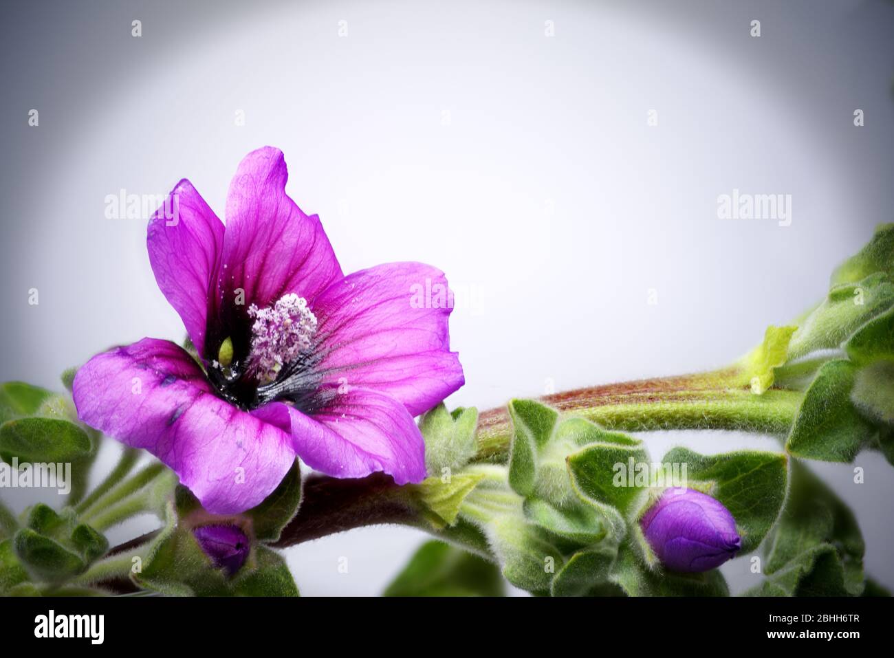 pink wild flower in macro Stock Photo