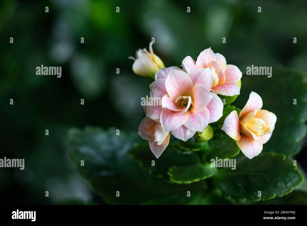 Flowers of decorative pink kalanchoe. Houseplants. Close-up. Blurred background. Stock Photo