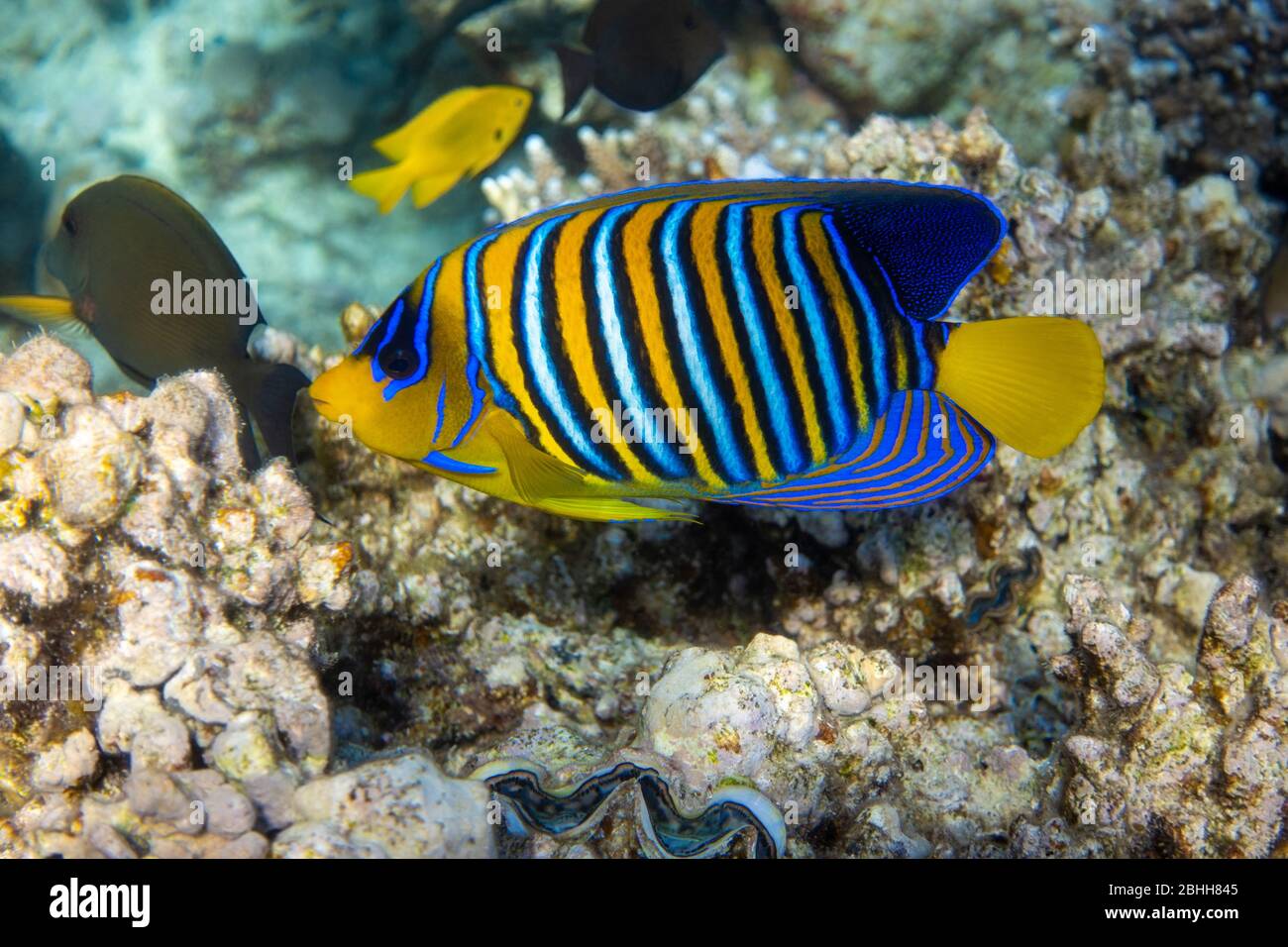 Royal Angelfish (Regal Angel Fish) in a coral reef, Red Sea, Egypt. Tropical colorful fish with yellow fins, orange, white and blue stripes in blue oc Stock Photo