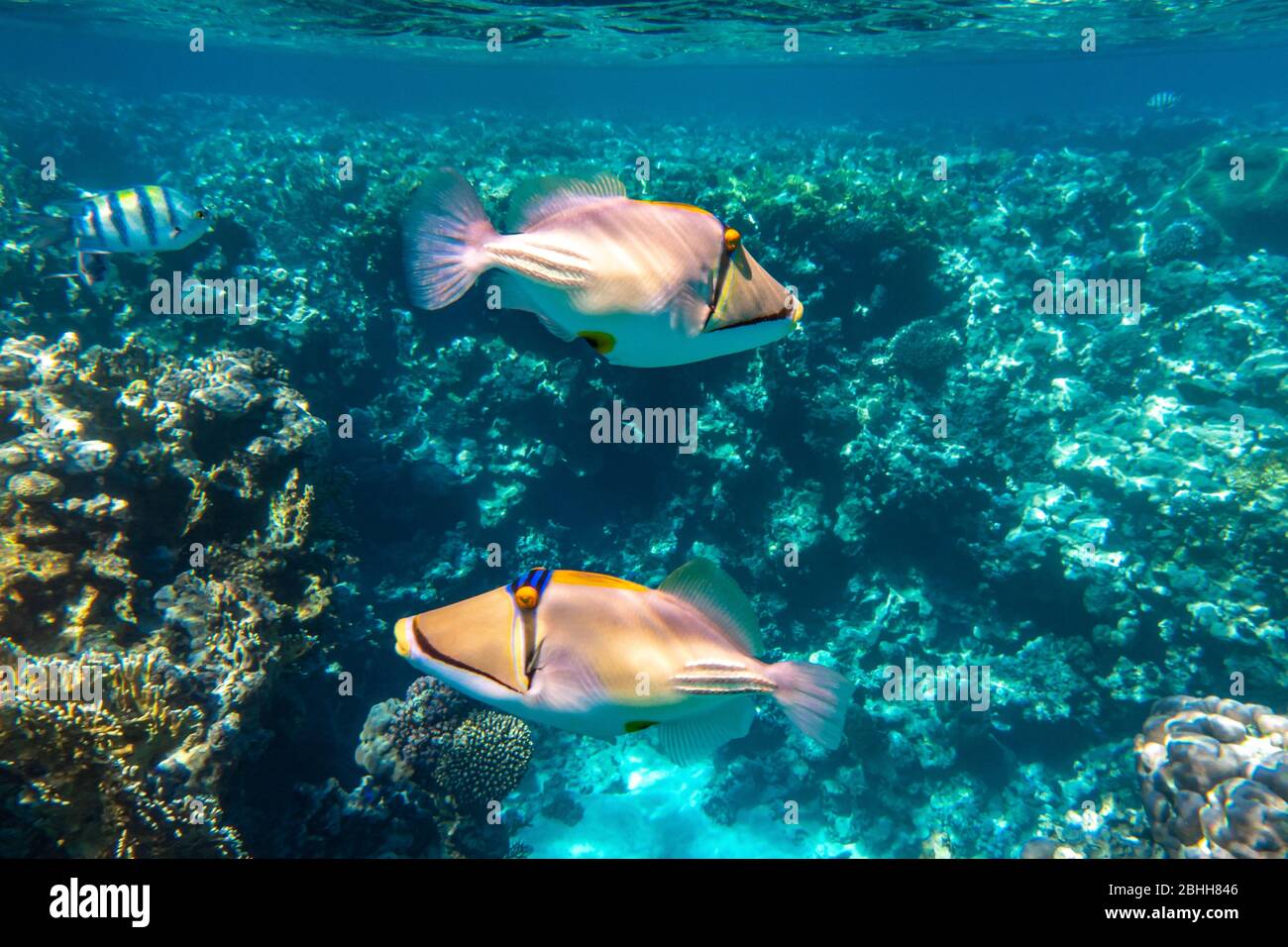Pair of Arabian picassofish (Rhinecanthus assasi, triggerfish) in a coral reef in Red Sea, Egypt. Two unusual tropical bright fish in blue ocean lagoo Stock Photo