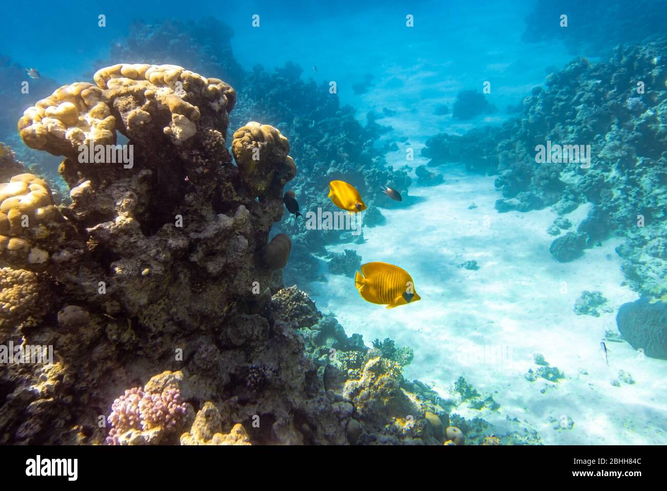 Pair Of Blue-Cheeked Butterflyfish (Chaetodon) In a Coral Reef, Red Sea, Egypt. Two Bright Yellow Striped Tropical Fish In The Ocean, Clear Blue Turqu Stock Photo