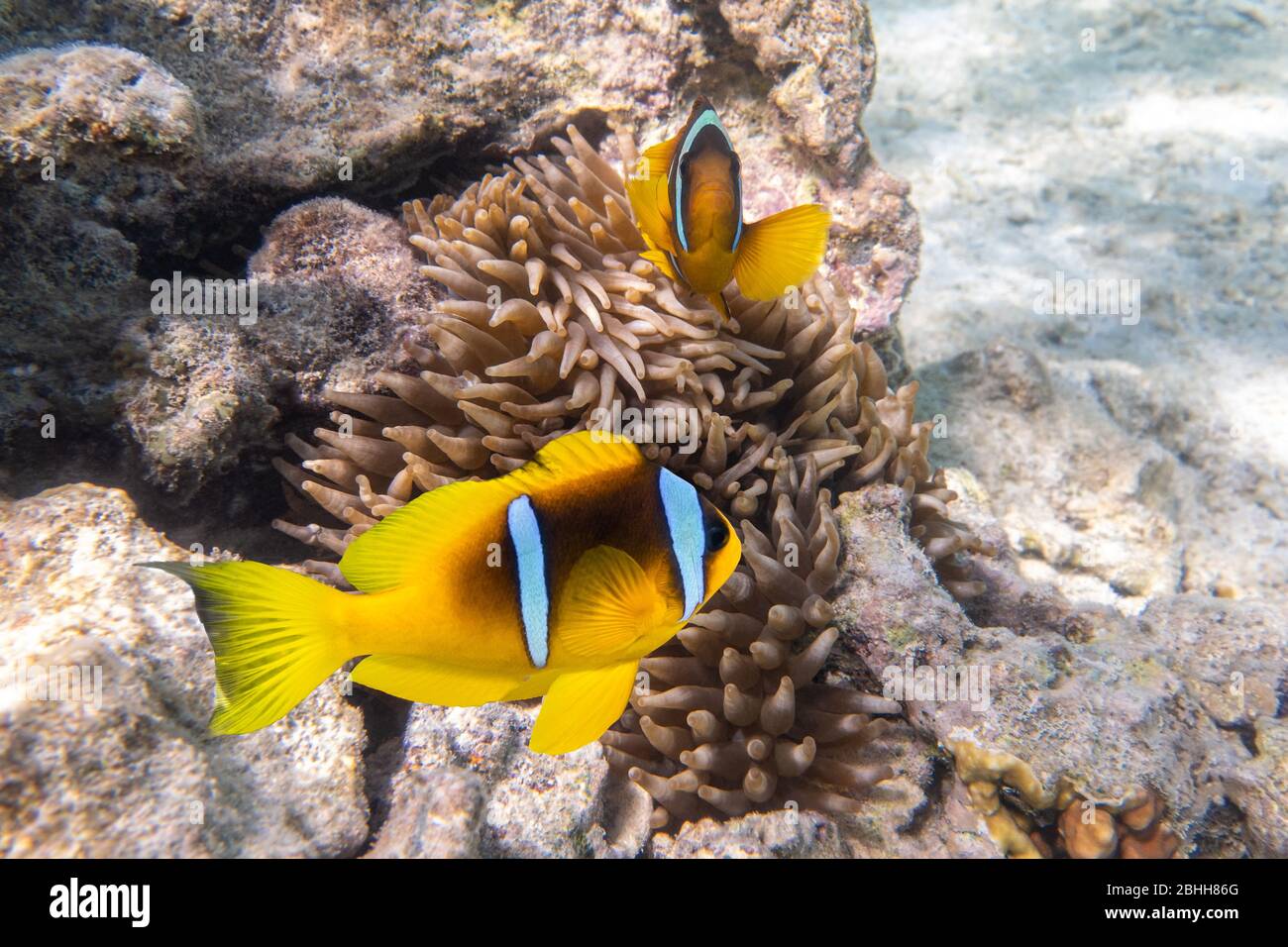 Two Orange Clownfish (Anemone Fish) In Anemone Soft Coral. Pair Of Bright Striped Marine Tropical Fish In Natural Habitat In Red Sea, Egypt. Amazing S Stock Photo