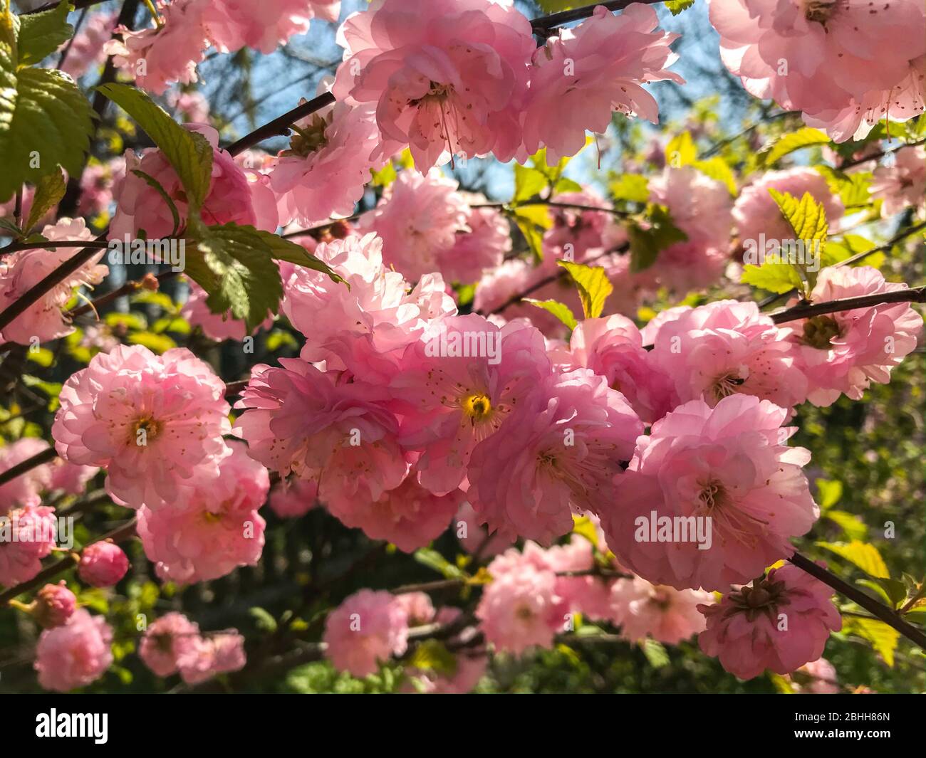 Prunus Triloba (Flowering Plum, Flowering Almond, Louiseania). Branches With Lush Pink Flowers. Spring Rose Cherry Blossom With Young Green Leaves. Stock Photo