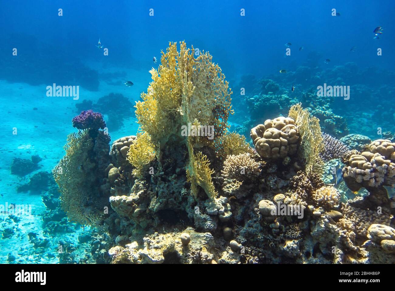 Coral Reef In Red Sea, Egypt. Blue Turquoise Ocean Water, Different Types Of Hard Corals. Branching Fire Coral, Horn Coral, Brain Coral. Underwater Di Stock Photo
